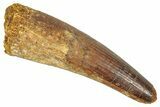 Fossil Spinosaurus Tooth - Real Dinosaur Tooth #344374-1